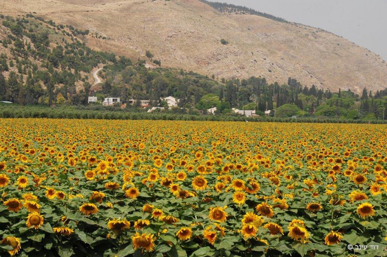 Bait Alfa Kibbutz Country Lodging Bet Alfa Eksteriør bilde